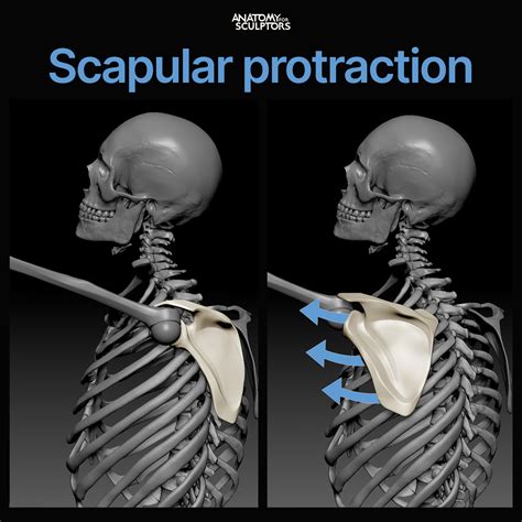 metal brackets on scapulas|what is a scapular.